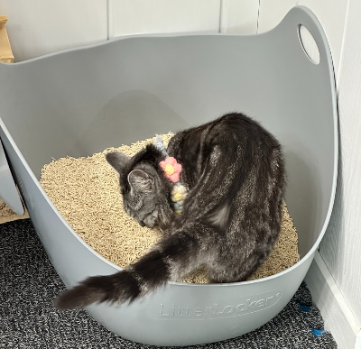 두부 모래가 깔린 고양이 화장실 안에서 배뇨 자세를 취하거나 모래를 살피는 회색 고양이 별찌