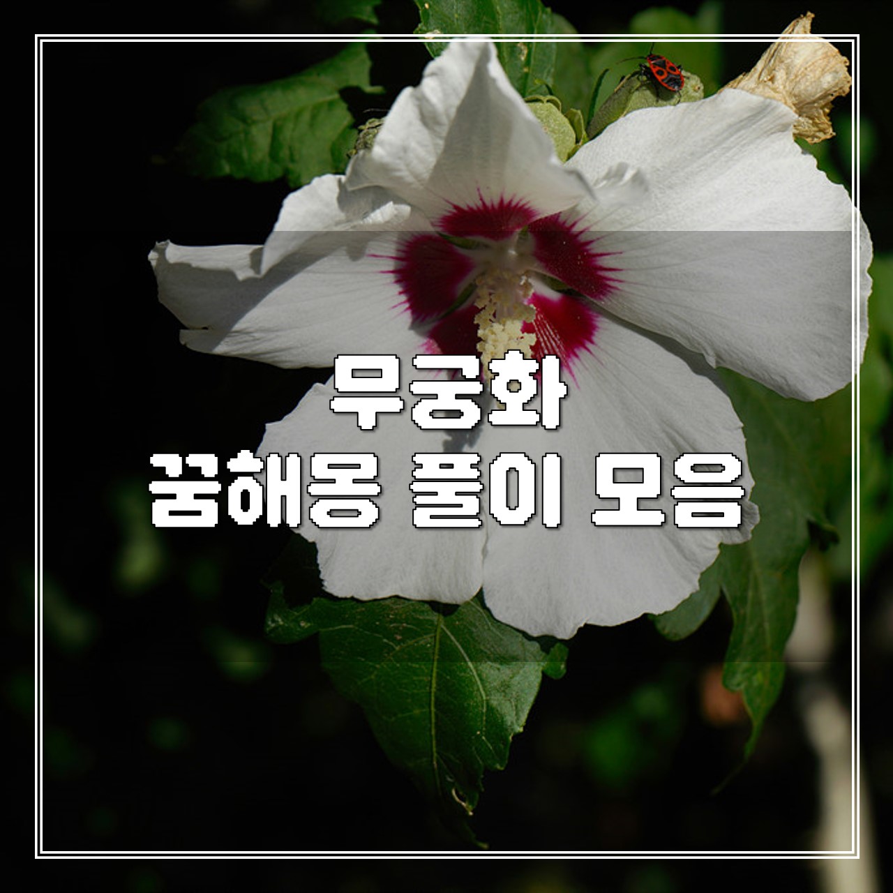 무궁화 꿈, 꿈해몽 풀이 모음 썸네일