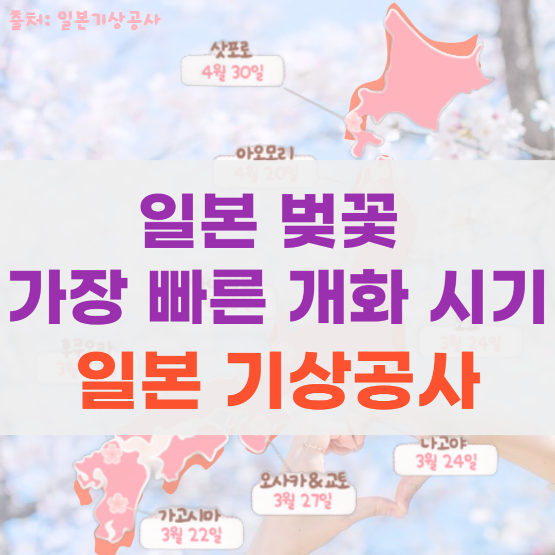 일본 벚꽃 개화 시기