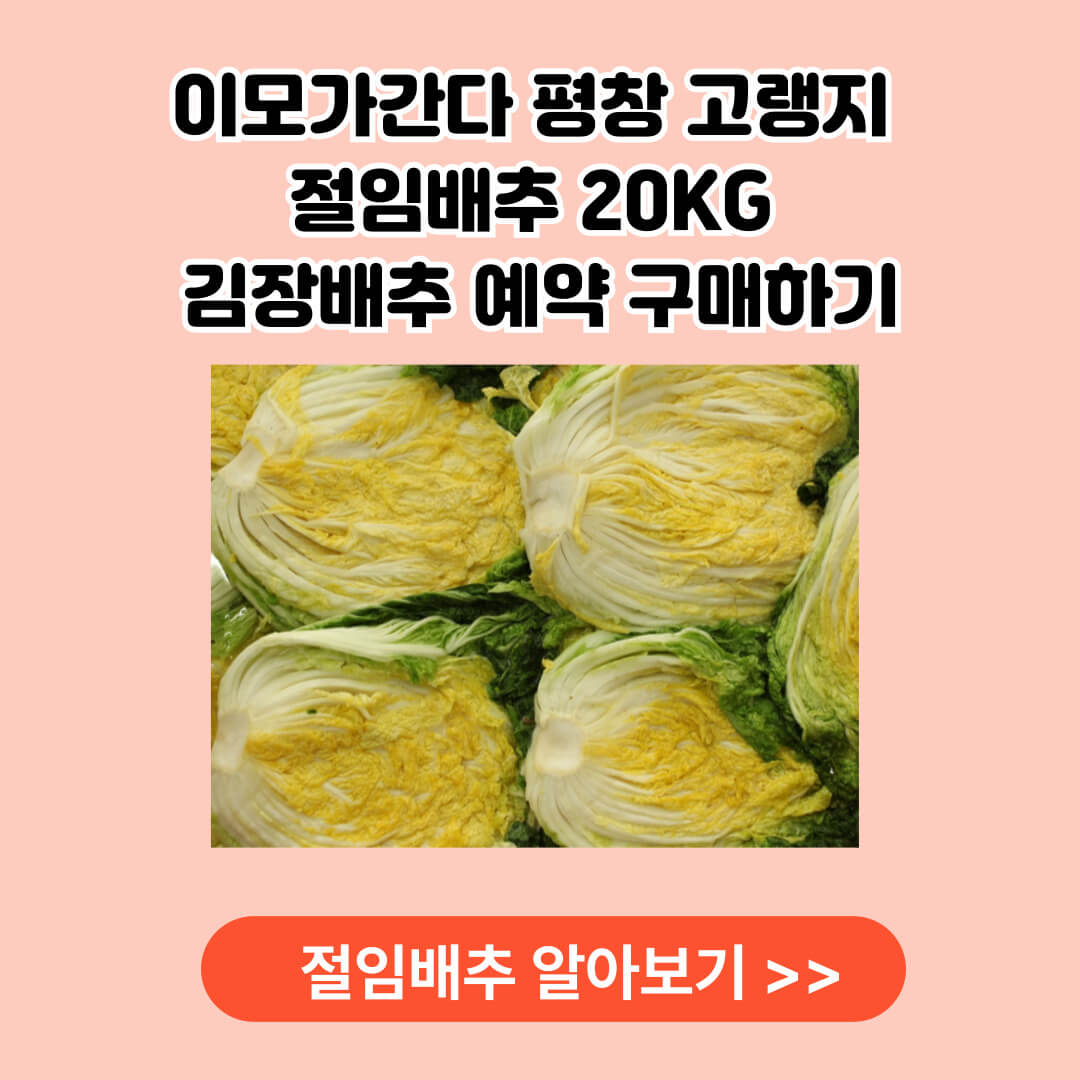 절임배추 김장배추 알아보기