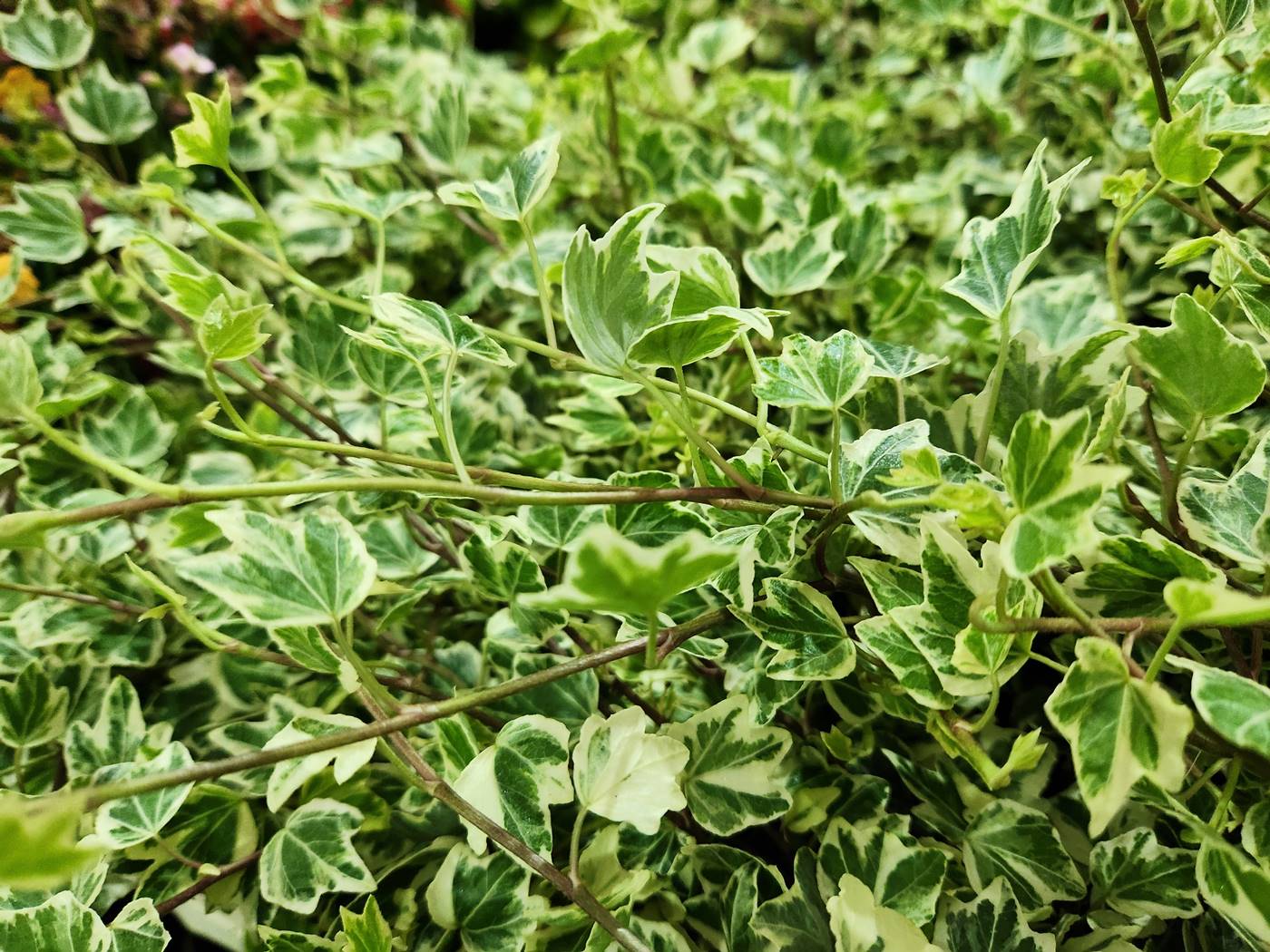 무늬아이비 Variegated English Ivy