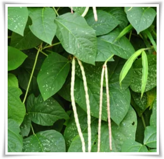 텃밭 "5월, 동부콩 심으세요!" 텃밭의 숨은 보석 알고보면 매력 덩어리!