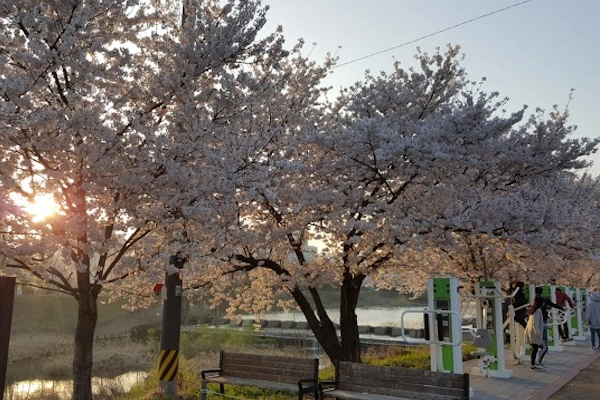 닥터 슬럼프 벚꽃 촬영지