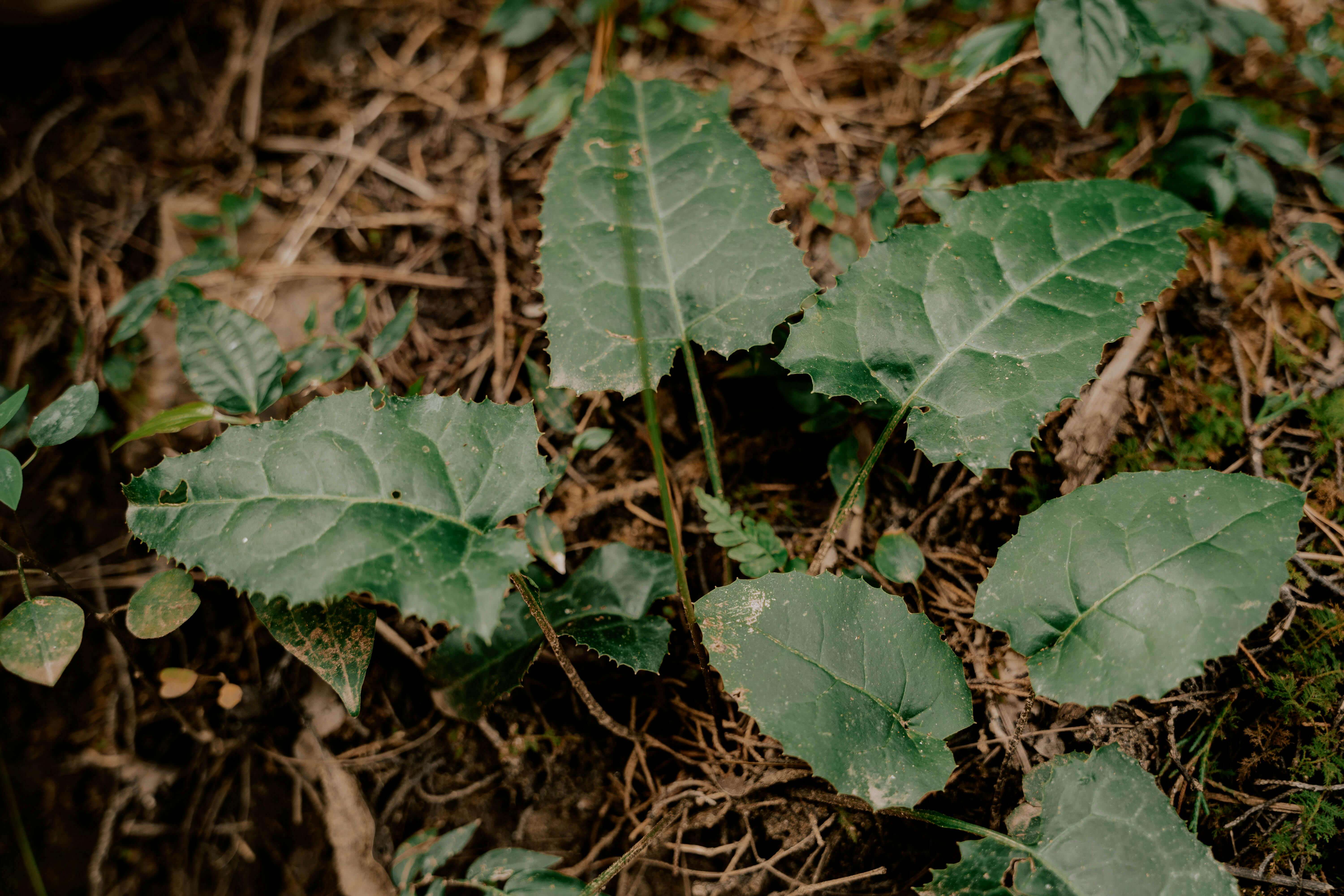 달래 효능 총정리: 봄철 면역력과 혈액순환에 좋은 이유