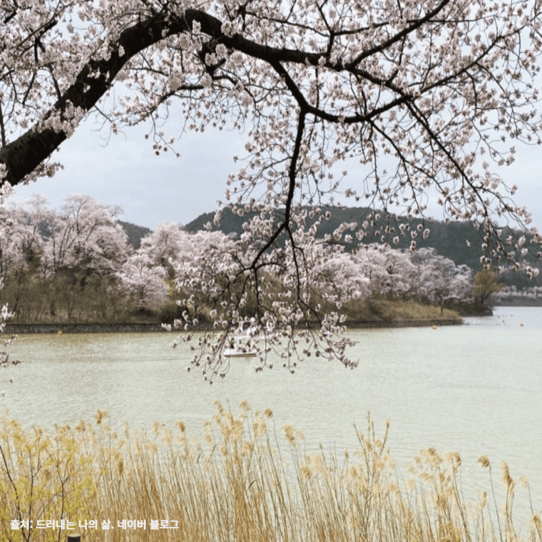 경주-보문호-벚꽃