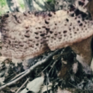 능이버섯 보관방법