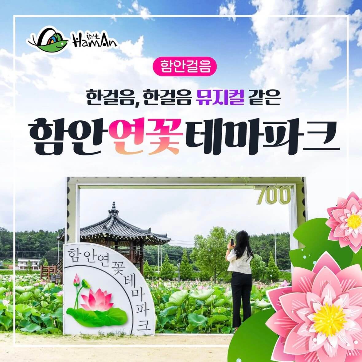 함안연꽃축제기간