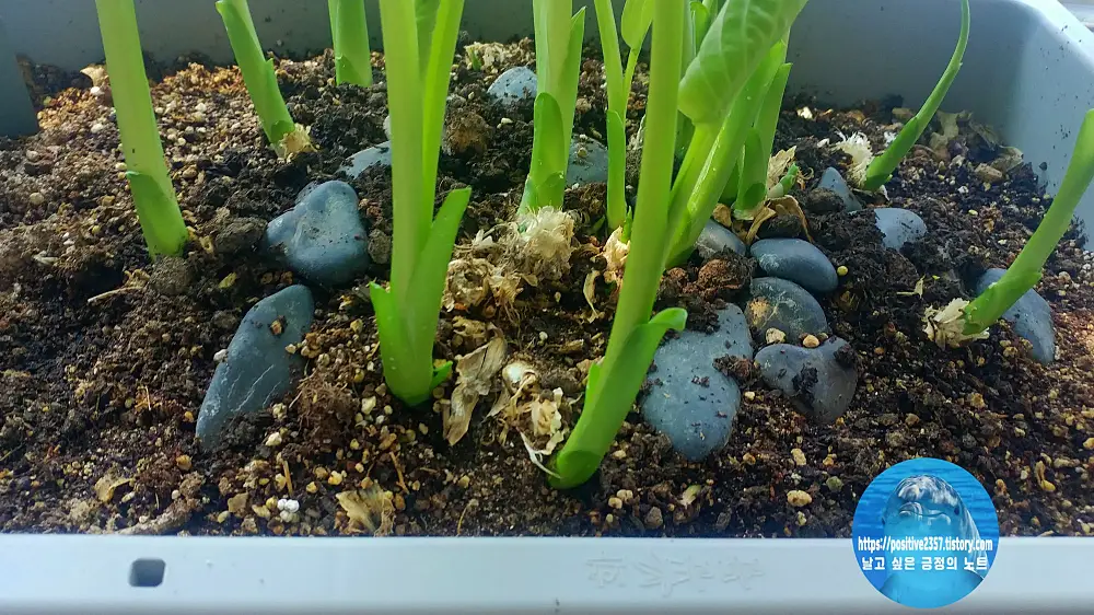 옥잠화 Hosta plantaginea