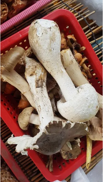 싸리버섯 채취시기종류 정보를 정리_23