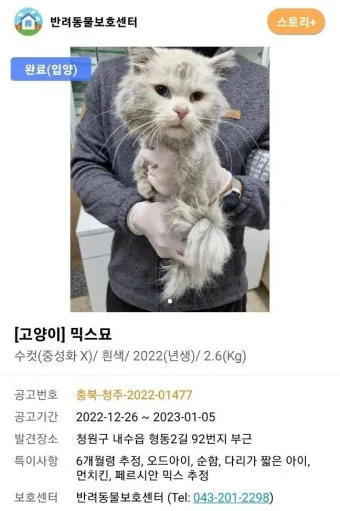 유기묘 무료 분양, 보호센터, 유기묘 봉사, 유기묘 신고_31