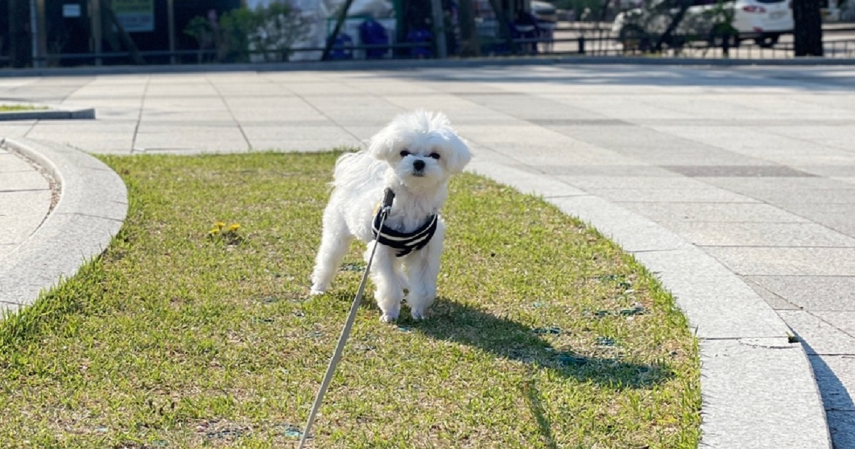 강아지-벼룩-관리를-열심히-하여-잔디밭-위에서-걱정없이-산책하는-강아지
