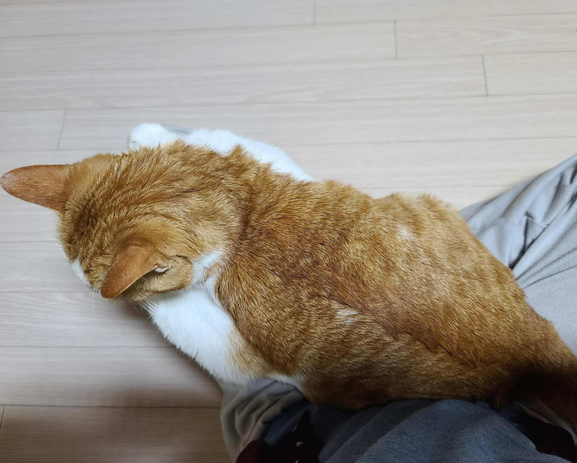 내가 사랑하는 연어초밥, 연어스시!! 랑..고양이들.