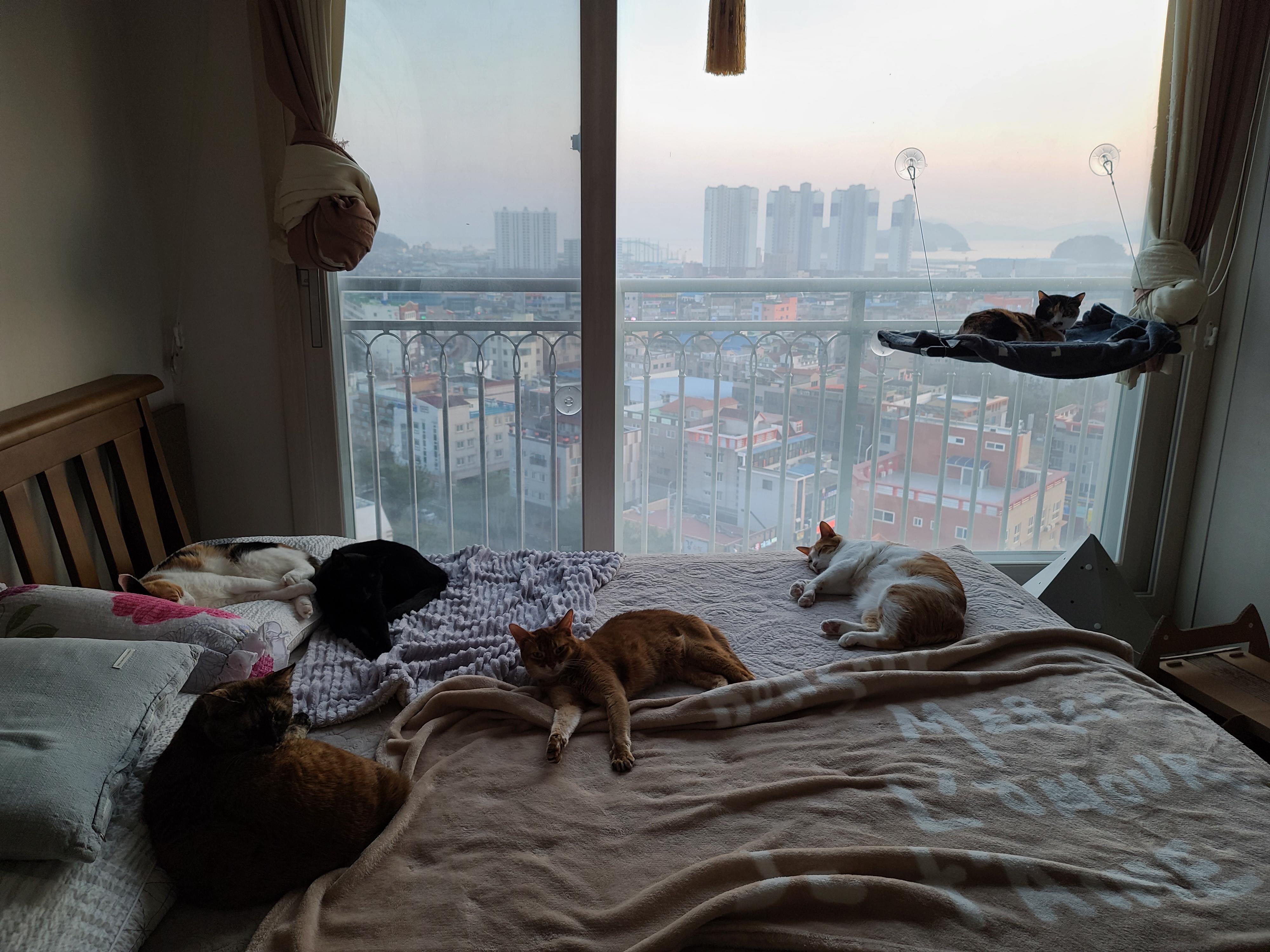 고양이 전기장판