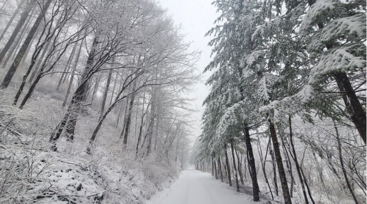 용대자연휴양림 진입로설경