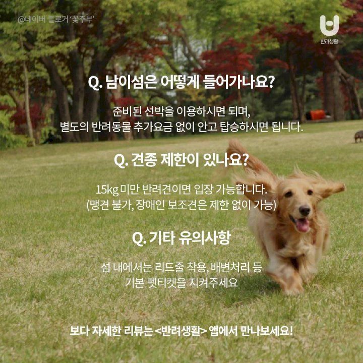 남이섬 나무길에서 강아지와 함께 산책하는 봄 여행 모습