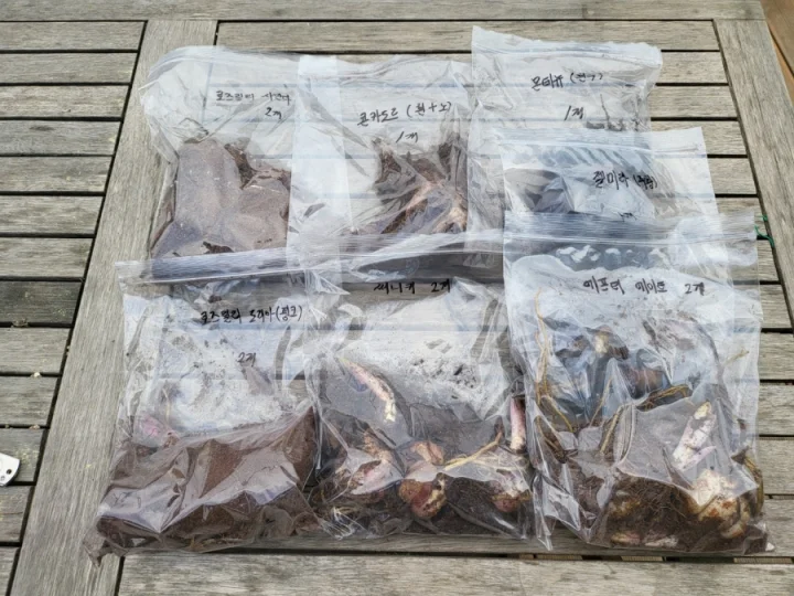 테이블-위의-비닐포장된-백합구근
