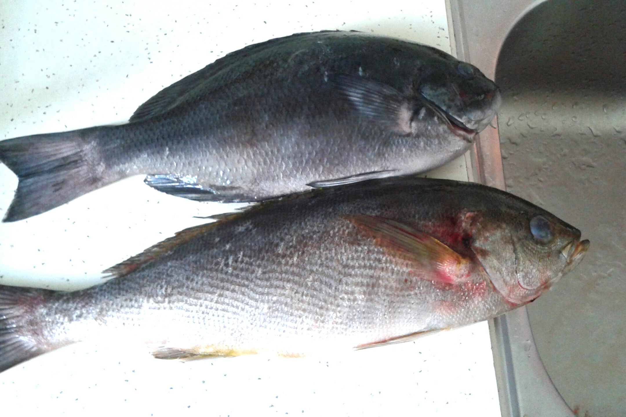 6월 제철음식 제주 벤자리돔 회 맛의 전성기