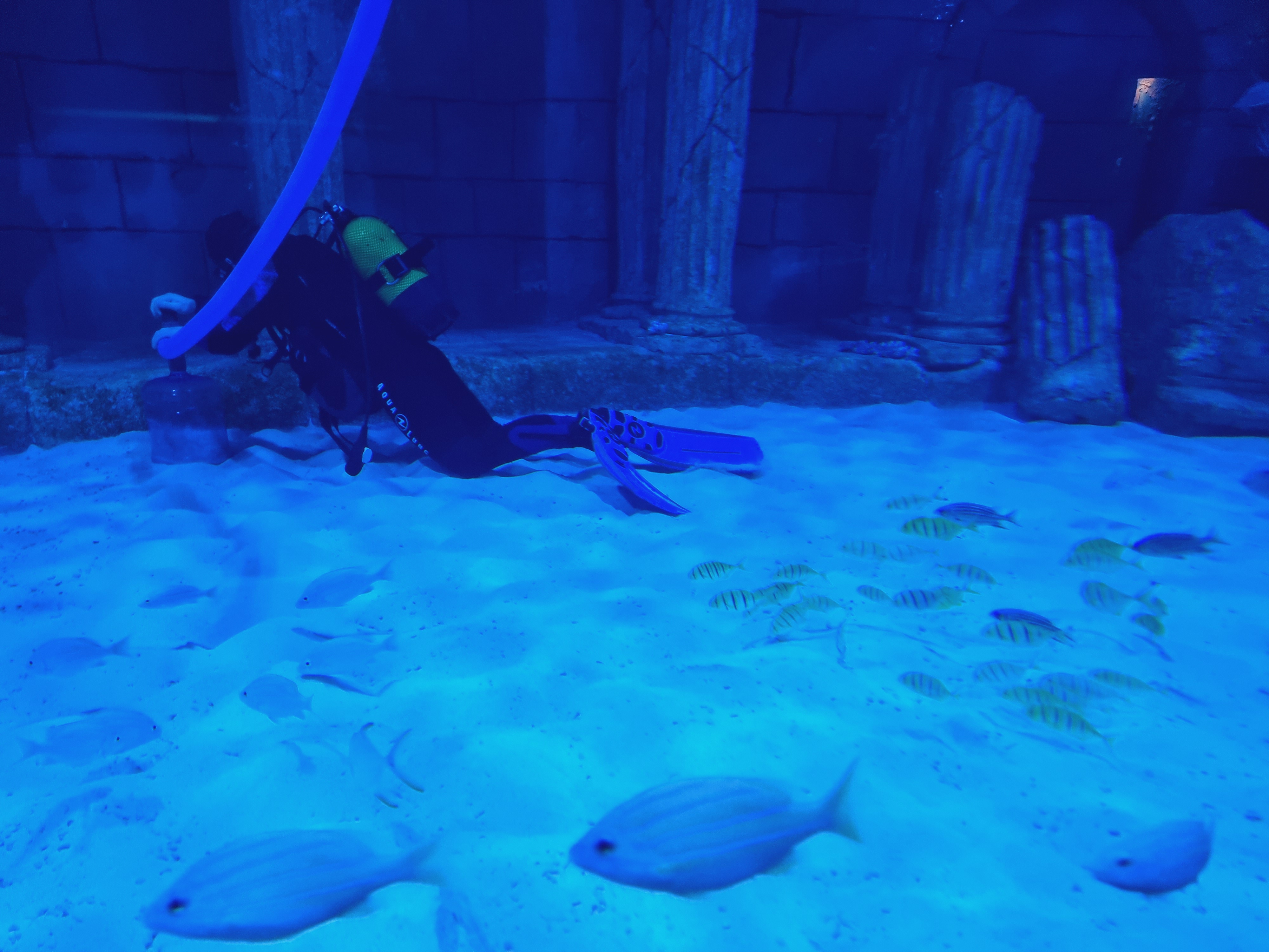 수족관을 정비중인 다이버