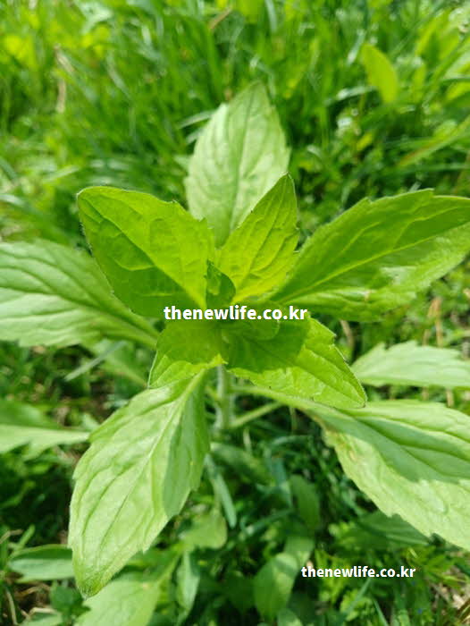 망초대 효능 영양 성분 실사진