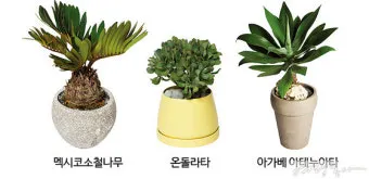 화분 겨울철 관리 난방건조 습도유지 물주기간격 조절 식물등보조_12
