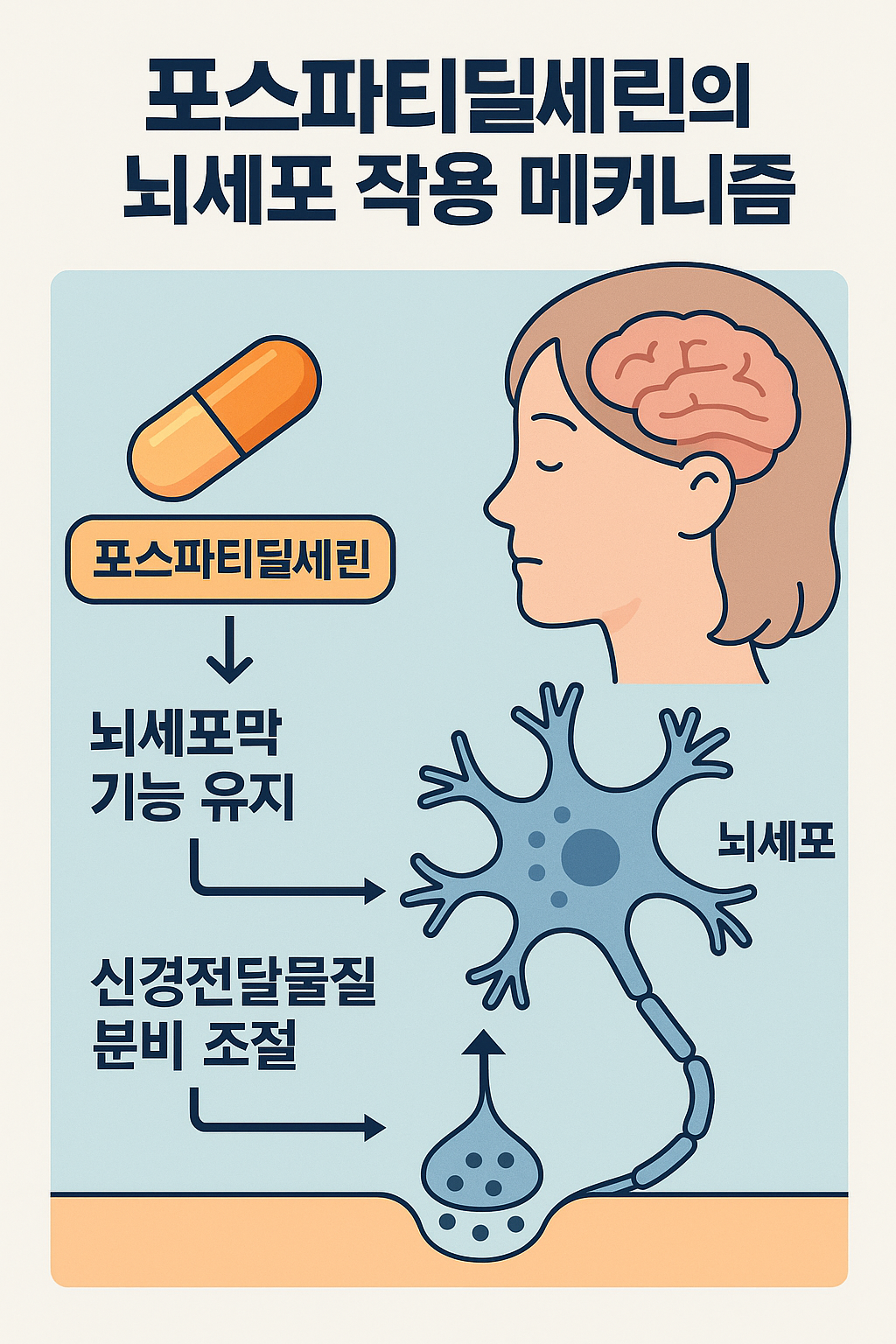 포스파티딜세린 뇌세포막 작용 원리