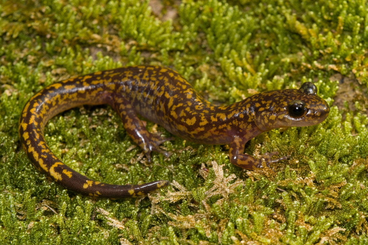2025 멸종위기 동물|꼬리치레도롱뇽, 한국 고산습지의 마지막 수호자