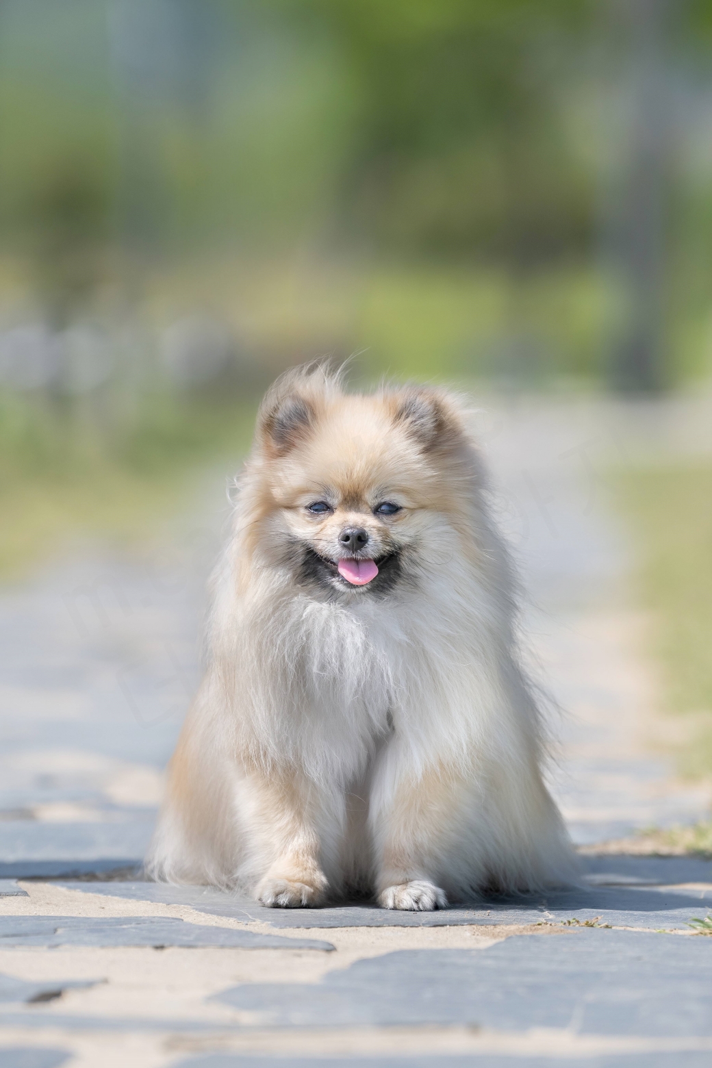 앉아있는 강아지