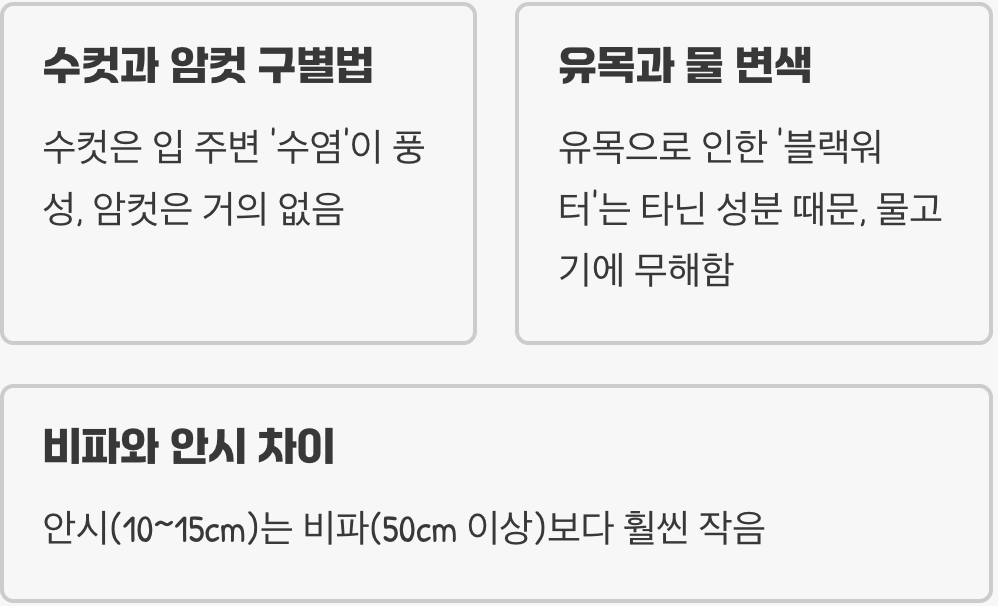 안시물고기 키우기 A to Z (어항, 먹이, 수질 관리)