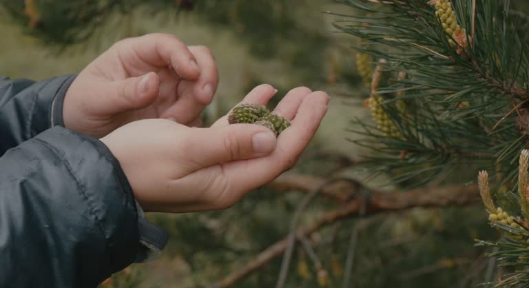 송담 효능 부작용 및 섭취 방법