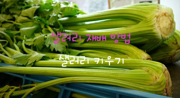 샐러리 재배 모종 심기 재배 거리 수확 연장_1