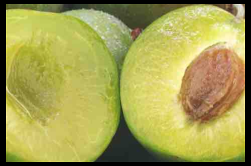 카카두플럼 효능