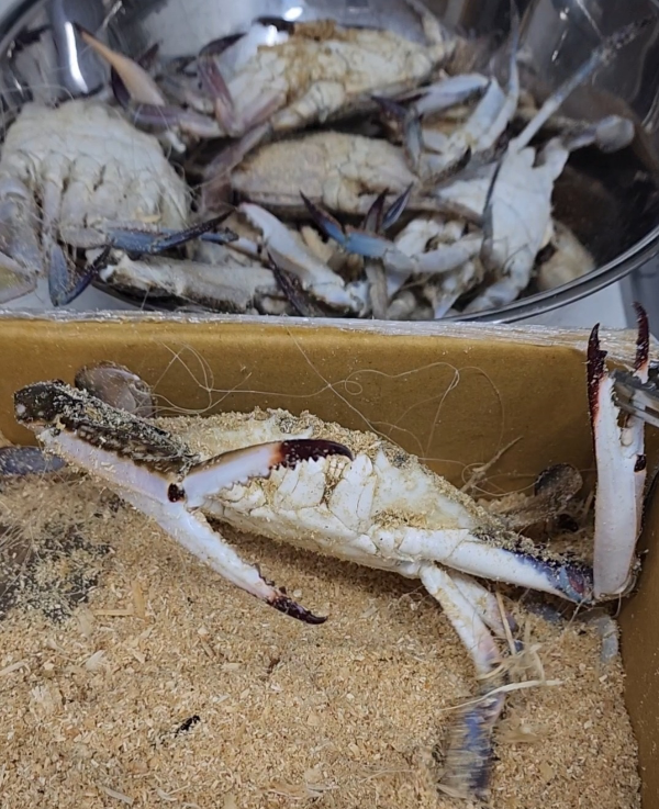 싱싱한 햇꽃게 손질법