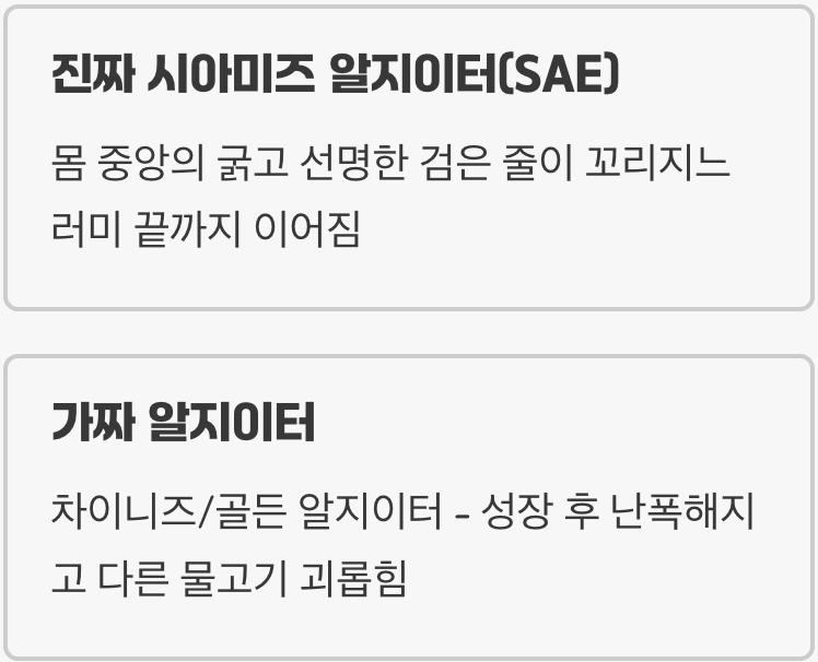 알지이터, 정체가 뭔가요?