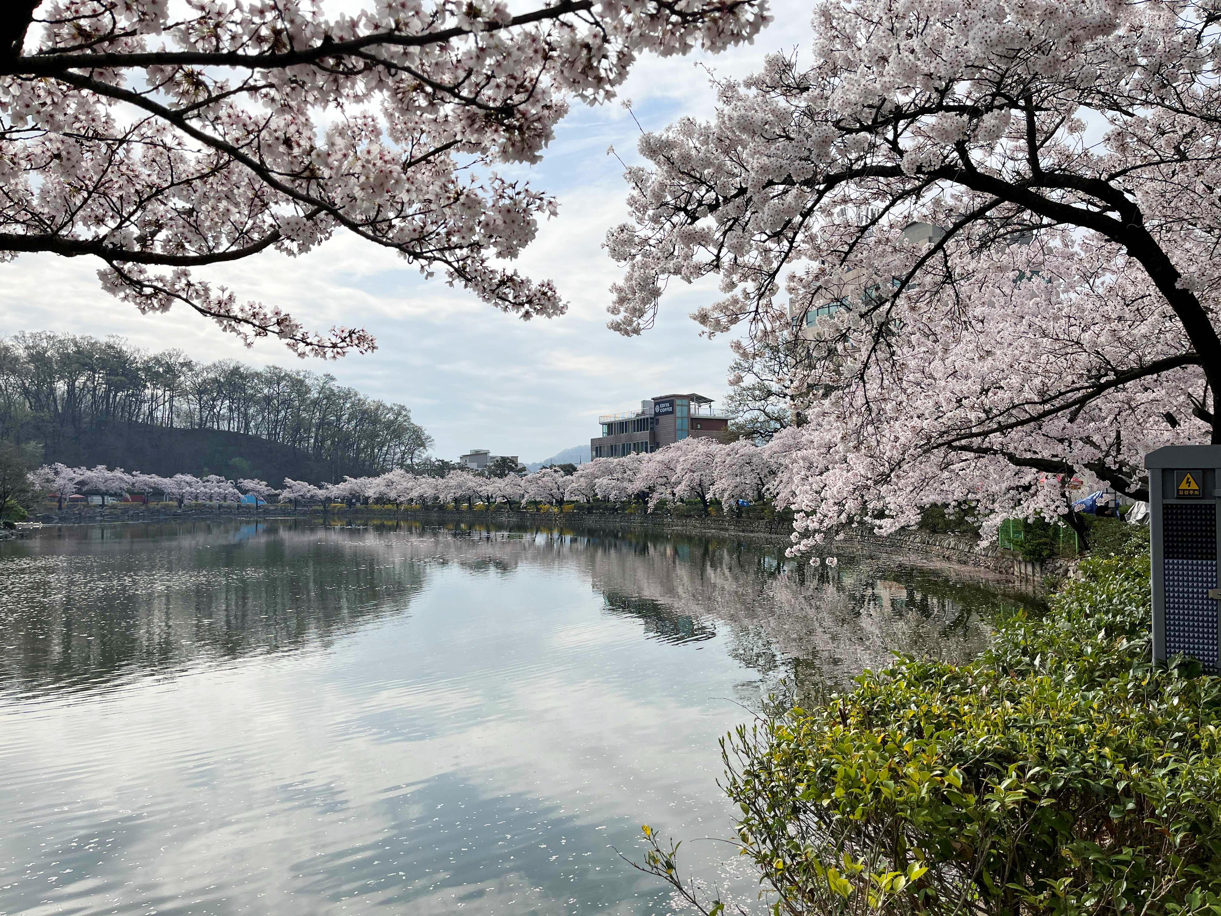 김천 연화지 벚꽃
