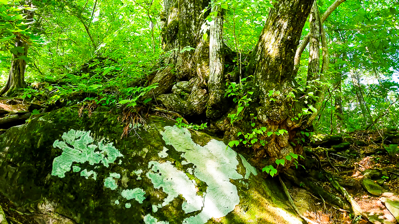 바위에 뿌리를 내린 나무