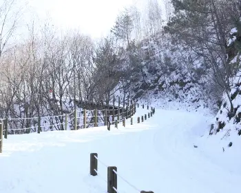 인제 자작나무숲_27