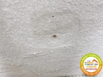 베란다 벌레 완벽 차단 방법과 여름철 실내 해충 예방 꿀팁_8