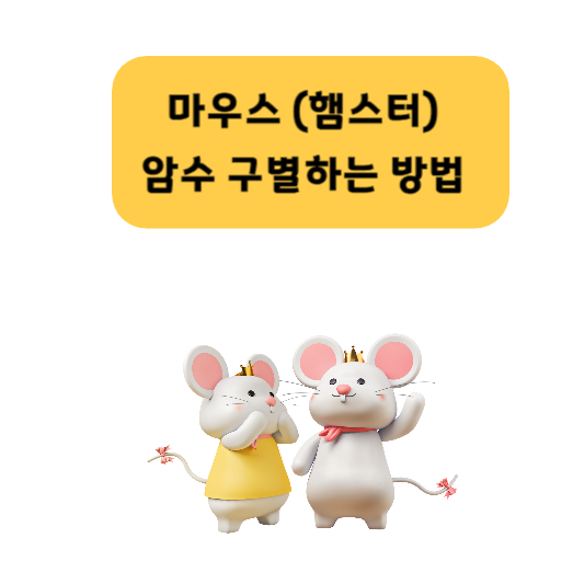 마우스암수구별방법
