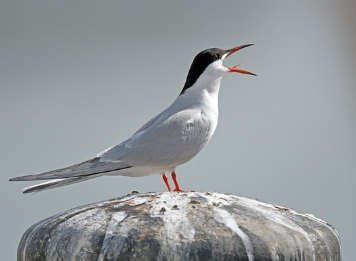 새꿈 상황별 해몽