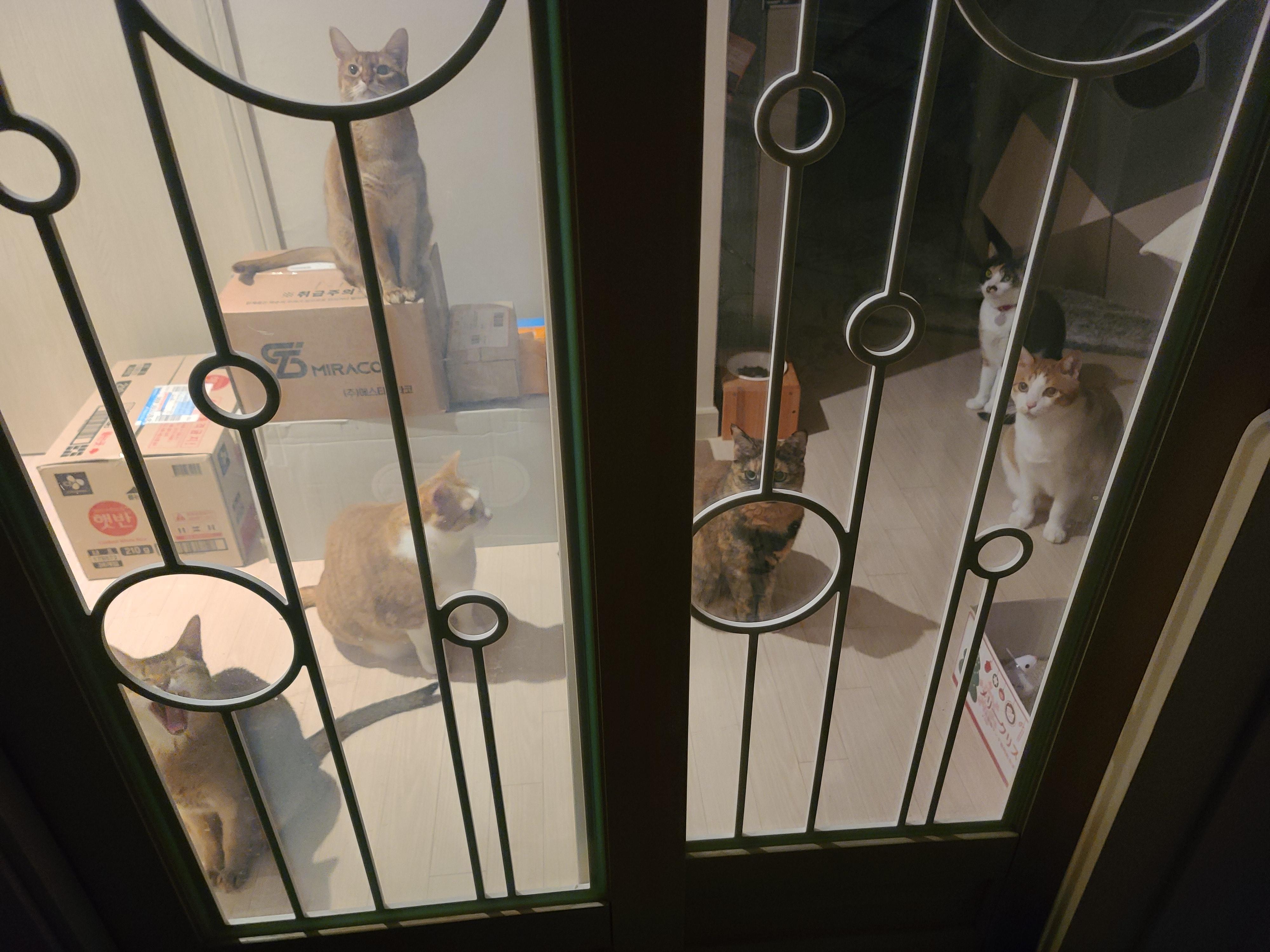 니들 웬일이야? 이맛에 피로풀리지 ㅋ 마중냥이들.