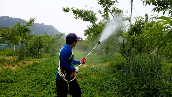 달콤한 복숭아 지키기! 농업기술센터의 선제적 방제로 농가소득 UP. - 장성군