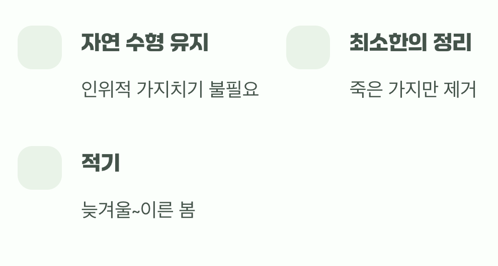비결 4. 그대로의 멋, '자연스러운 수형'