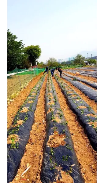고구마 재배 파종시기 두둑 만들기 물주기 요령_6