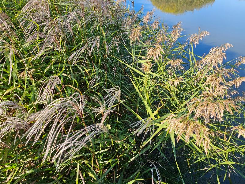 억새와 갈대 (순천만 습지)
