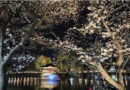 이천 벚꽃