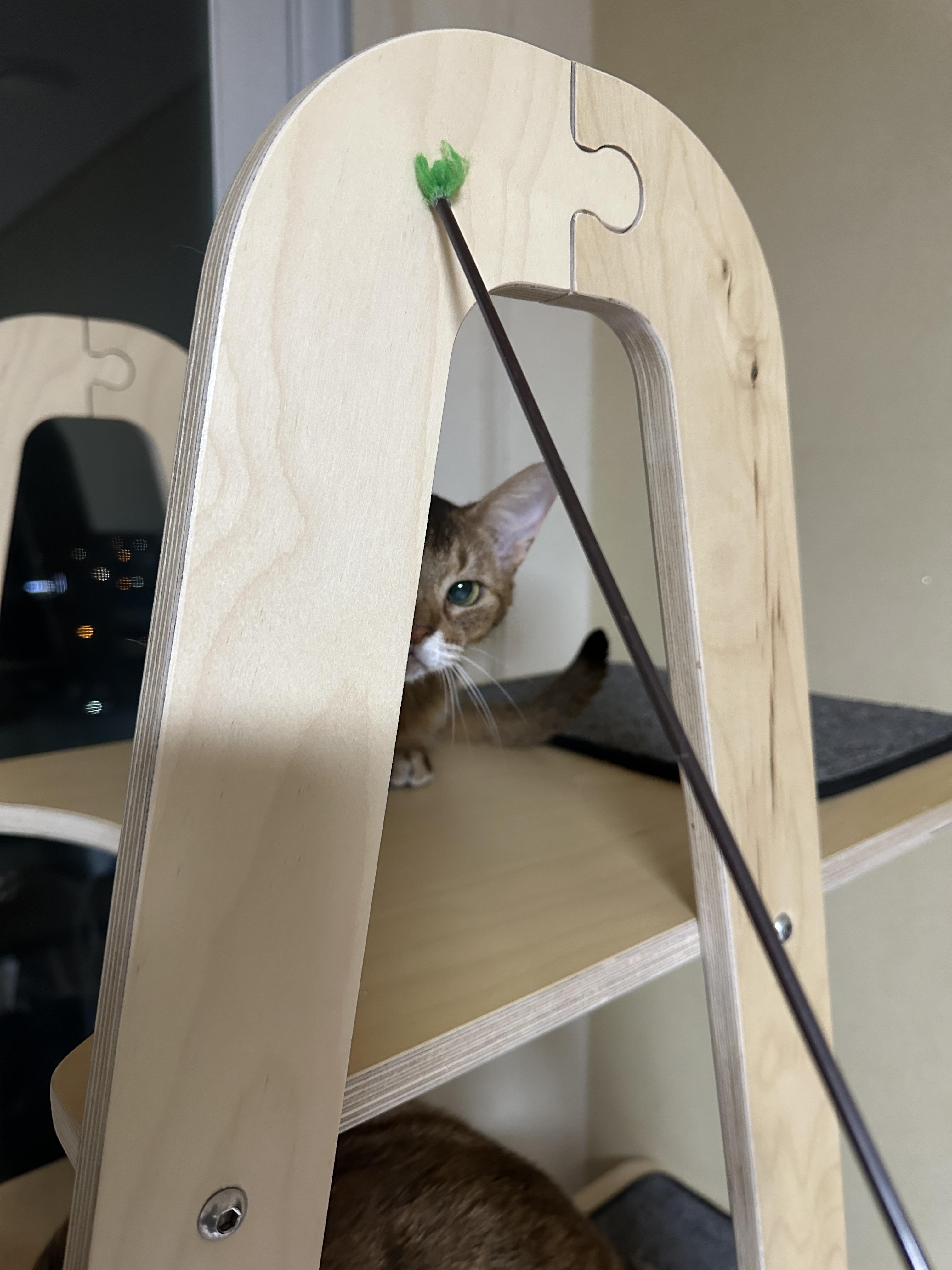 한마리의 아기맹수가 되어버린 아비시니안 루디 (feat.루디는 사냥중)