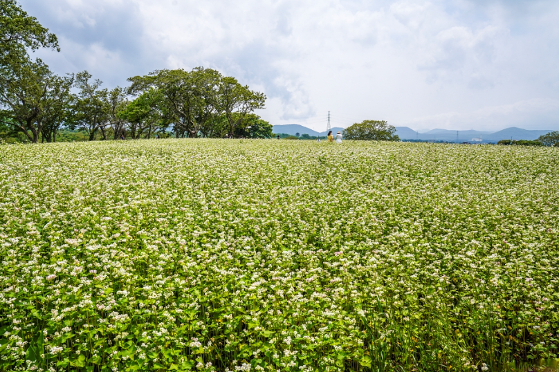 와흘메밀마을 메밀꽃