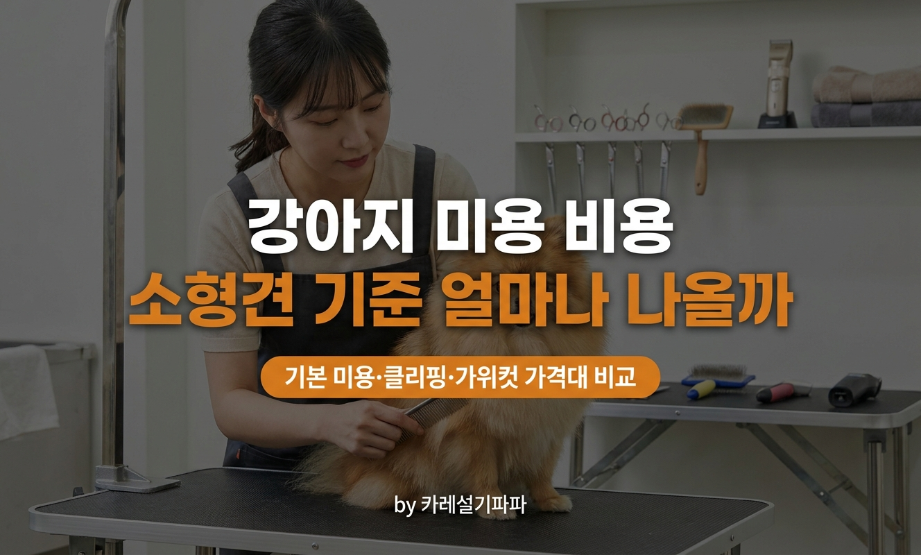 미용샵 테이블에서 손질받는 포메라니안
