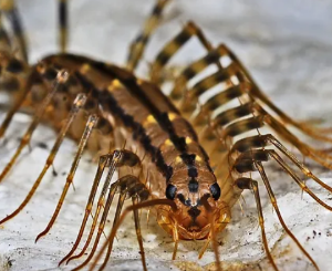 벌레 나오는 꿈