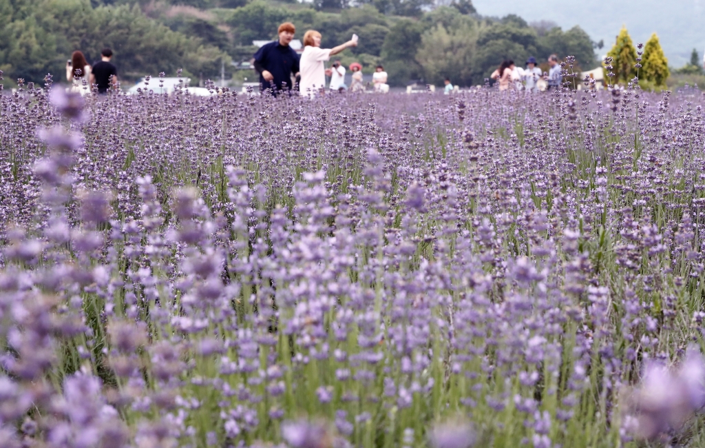 광양 가볼만한곳 - 사라실라벤더시험재배단지